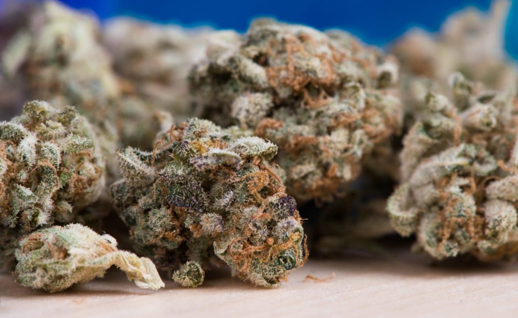 marijuana_cannabis_weed_buds