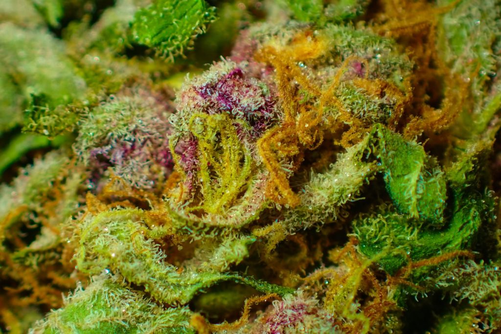 medical marijuana - high grade cannabis weed 