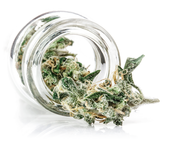 medical marijuana cannabis supply